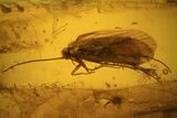Fossil Caddisfly (Trichopterae) & Fly (Diptera) In Baltic Amber #81675-1